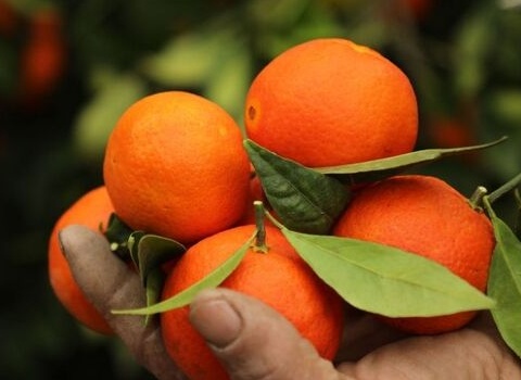 تصویر 1 از راهنمای خرید نارنگی ساتسوما اعلا + قیمت عالی